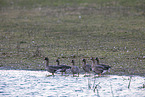 white-fronted geese