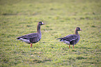 white-fronted geese