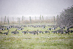 white-fronted geese