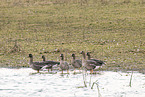 white-fronted geese