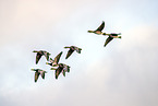 white-fronted geese