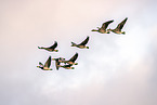 white-fronted geese