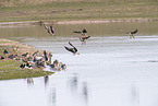 white-fronted geese