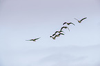 white-fronted geese