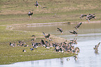 white-fronted geese