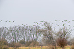 white-fronted geese