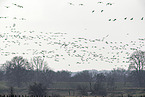 white-fronted geese