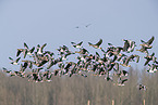 white-fronted geese