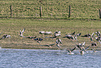 white-fronted geese