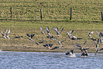 white-fronted geese