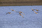 white-fronted geese