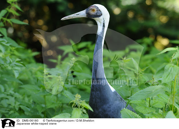 Weinackenkranich / Japanese white-naped crane / DMS-06180