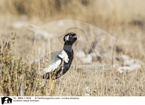 Weiflgeltrappe / northern black korhaan / MBS-11849