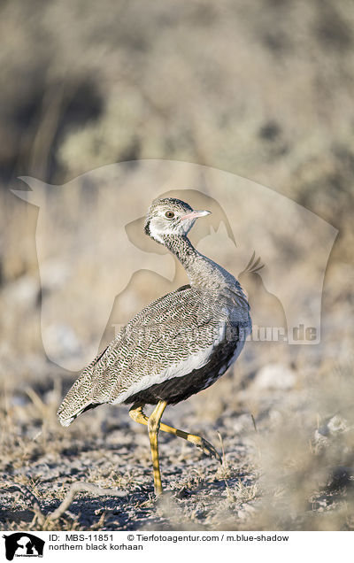 northern black korhaan / MBS-11851