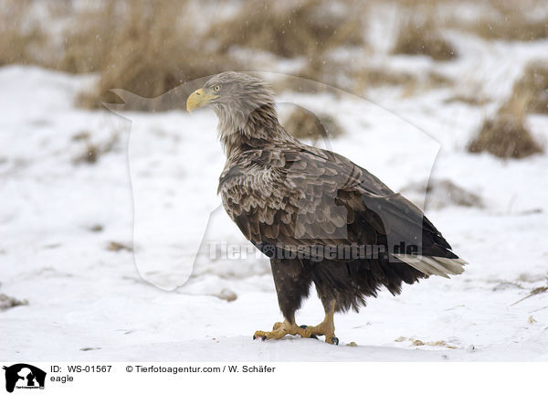 eagle / WS-01567