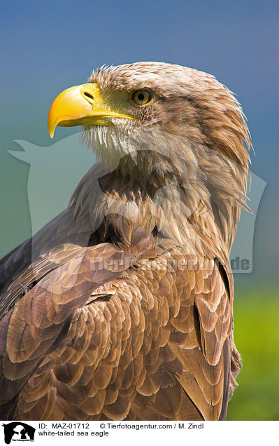 Seeadler / white-tailed sea eagle / MAZ-01712