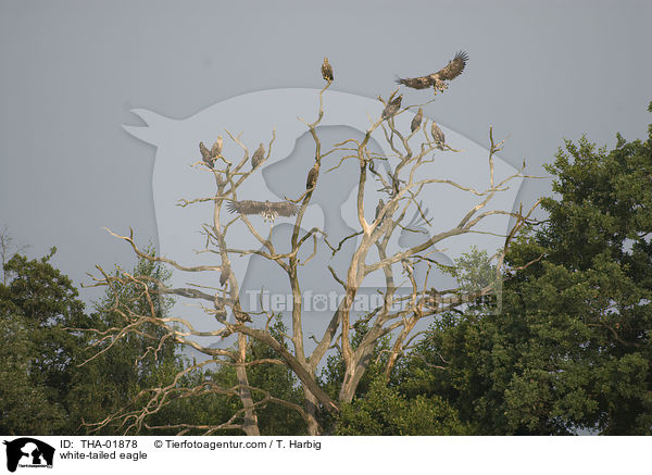 Seeadler / white-tailed eagle / THA-01878