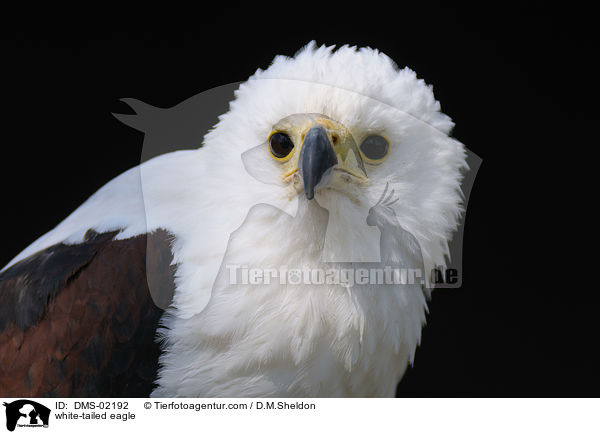 white-tailed eagle / DMS-02192
