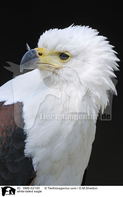 white-tailed eagle / DMS-02195
