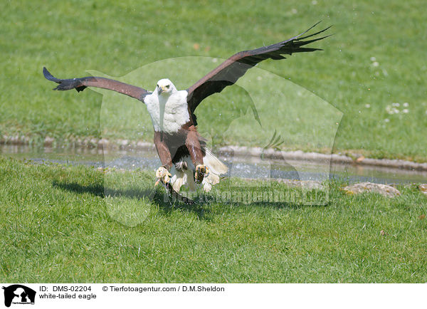 white-tailed eagle / DMS-02204