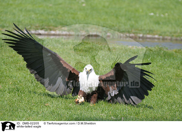 white-tailed eagle / DMS-02205