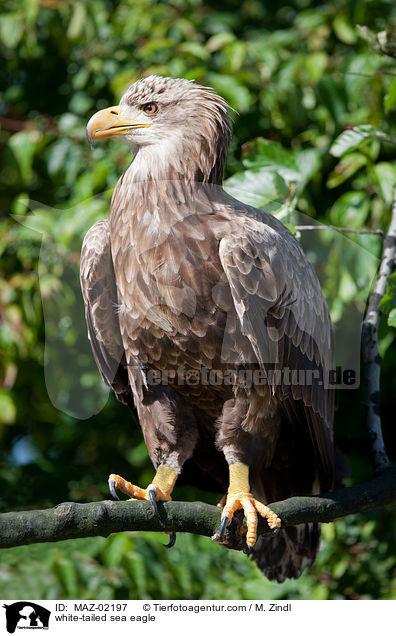 white-tailed sea eagle / MAZ-02197