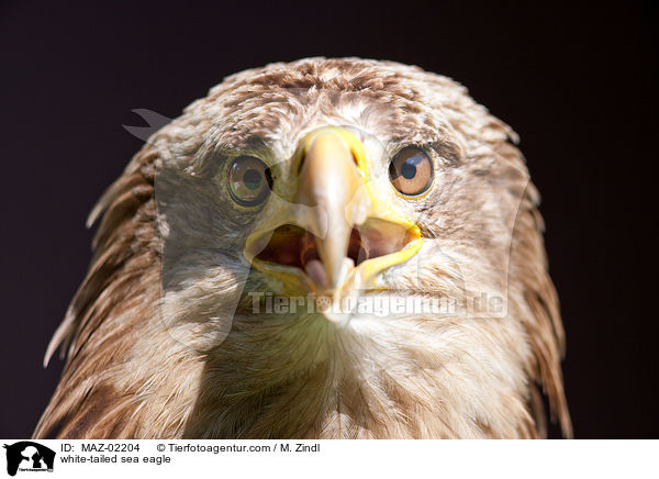 white-tailed sea eagle / MAZ-02204