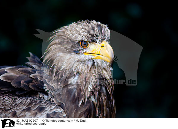 white-tailed sea eagle / MAZ-02207