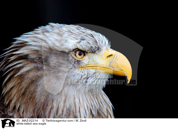 white-tailed sea eagle / MAZ-02214