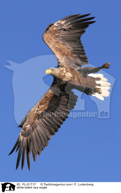 white-tailed sea eagle / FL-01717