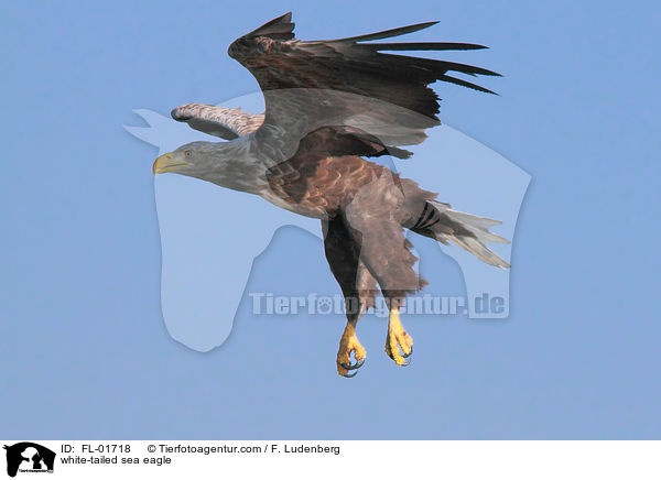 white-tailed sea eagle / FL-01718