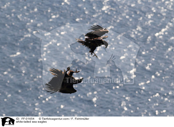 white-tailed sea eagles / FF-01654