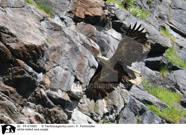 white-tailed sea eagle / FF-01660