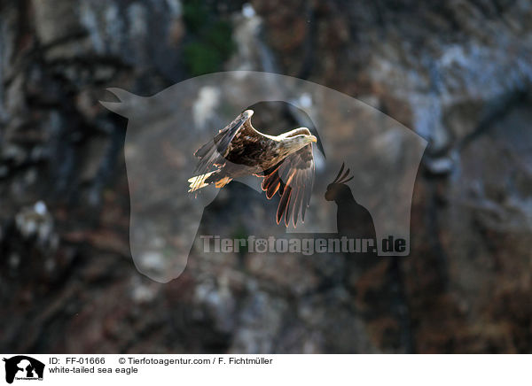 white-tailed sea eagle / FF-01666