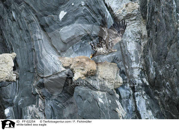 white-tailed sea eagle / FF-02254