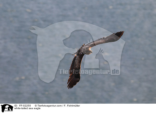 Seeadler / white-tailed sea eagle / FF-02255