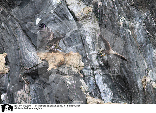 white-tailed sea eagles / FF-02256