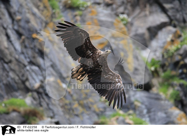 white-tailed sea eagle / FF-02258