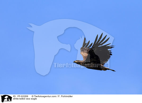 white-tailed sea eagle / FF-02269