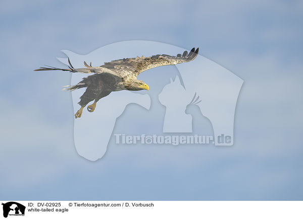 white-tailed eagle / DV-02925