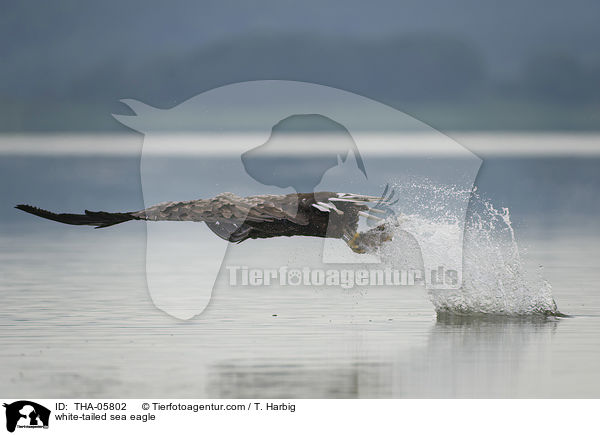 white-tailed sea eagle / THA-05802