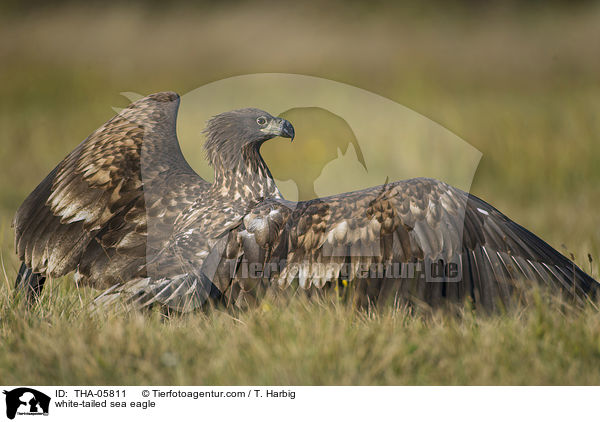white-tailed sea eagle / THA-05811