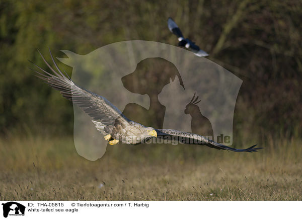 white-tailed sea eagle / THA-05815