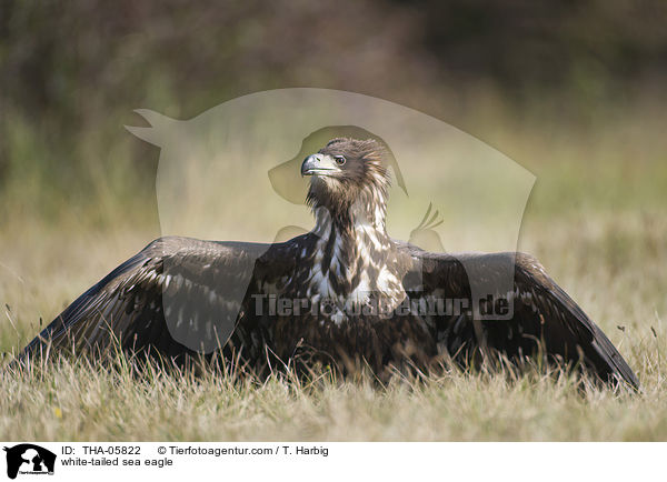 white-tailed sea eagle / THA-05822
