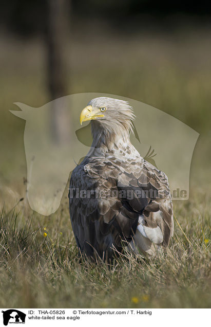 white-tailed sea eagle / THA-05826