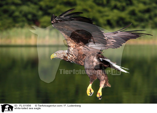 white-tailed sea eagle / FL-01956