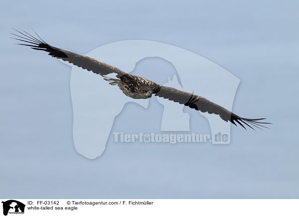 white-tailed sea eagle / FF-03142
