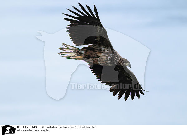 white-tailed sea eagle / FF-03143