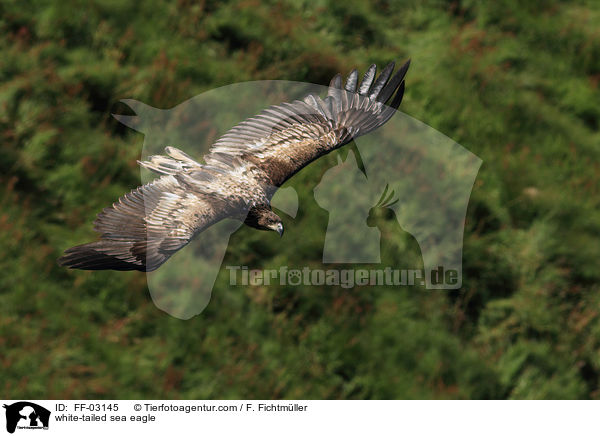 white-tailed sea eagle / FF-03145