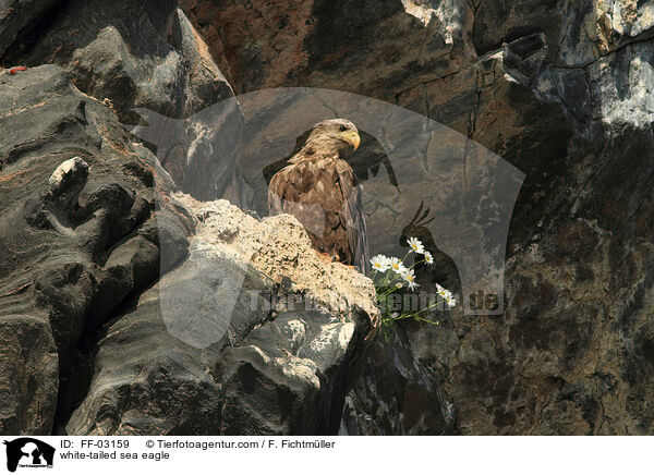 white-tailed sea eagle / FF-03159